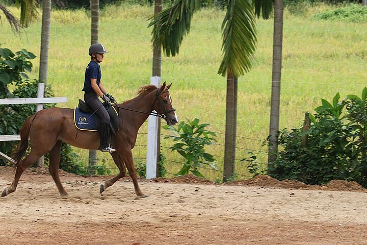 Horse Riding